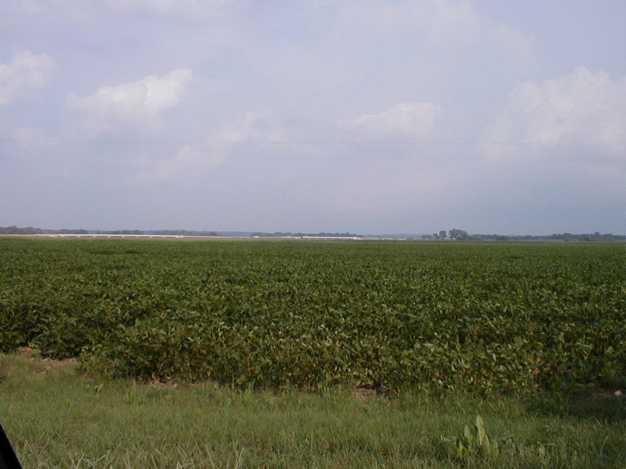 The Kentucky approach to the bridge is visible on the other side of the soybean field.