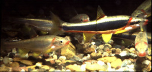 [The Black Side Dace: Federally protected fish species]
